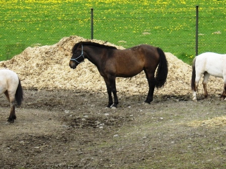 Jana%20139.jpg