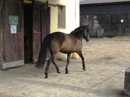 Jana%20145.jpg